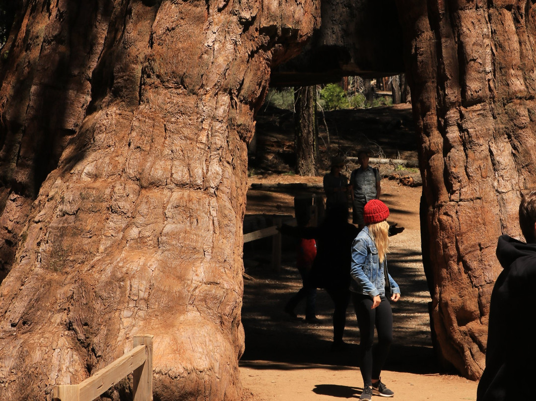 California Tunnel Tree-优胜美地国家公园必去景点