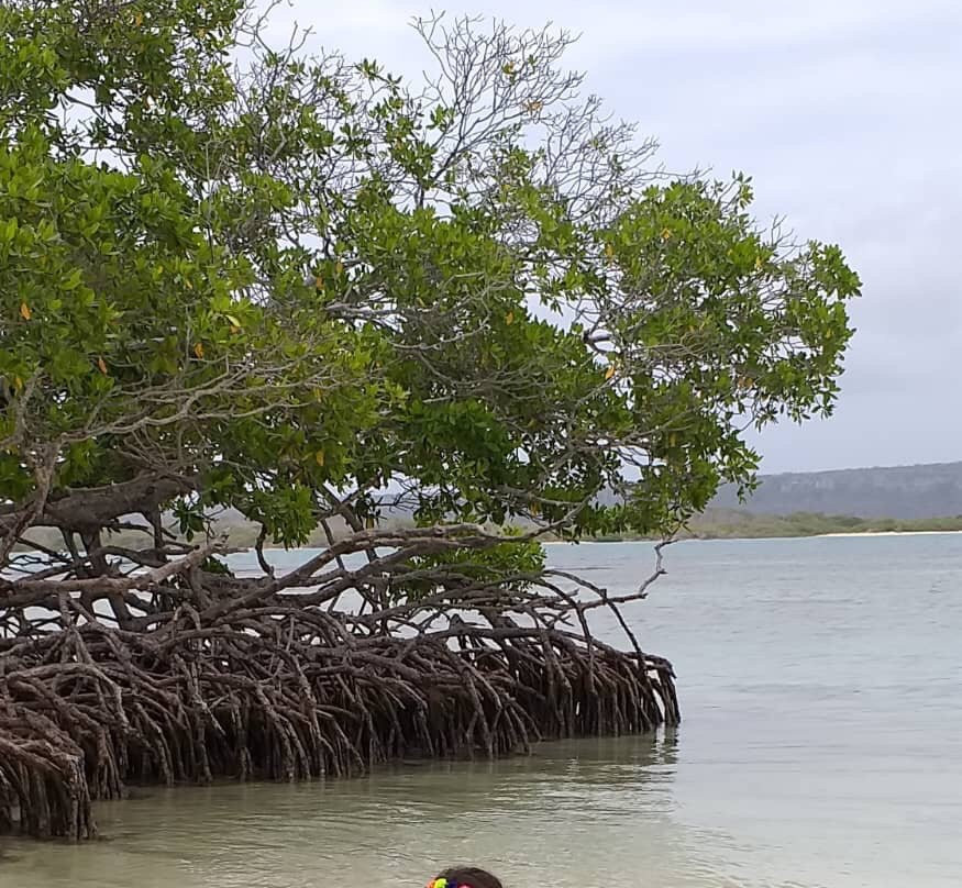 Cayo Muerto-奇奇里维切必去景点