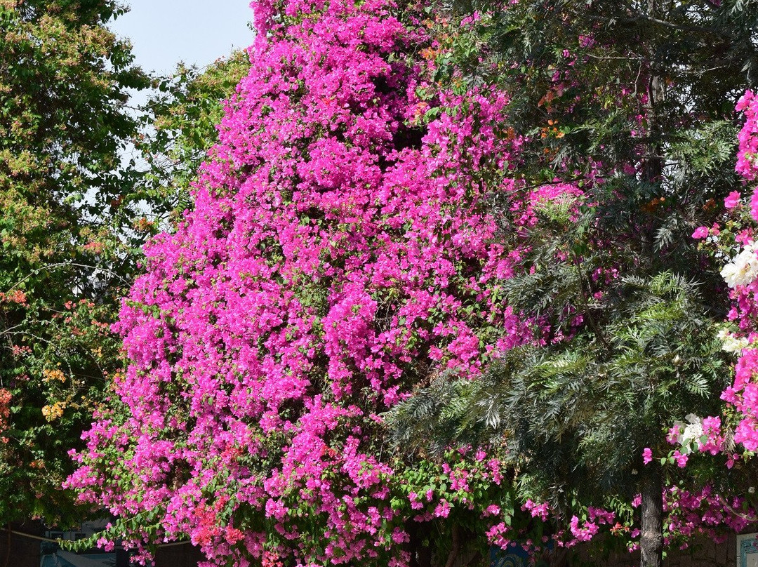 Summer Green Resort主图