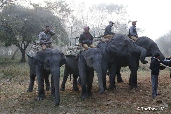 Kaziranga National Park景点图片