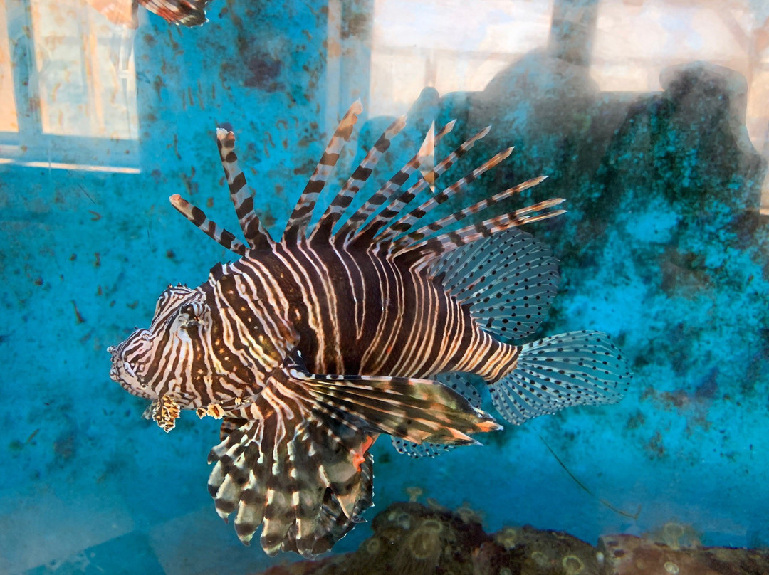 Aquarium Museum-亚历山大必去景点