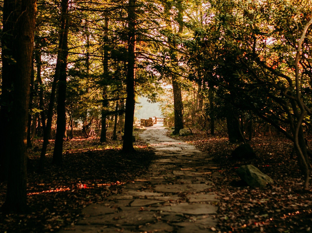 Coopers Rock State Forest景点图片