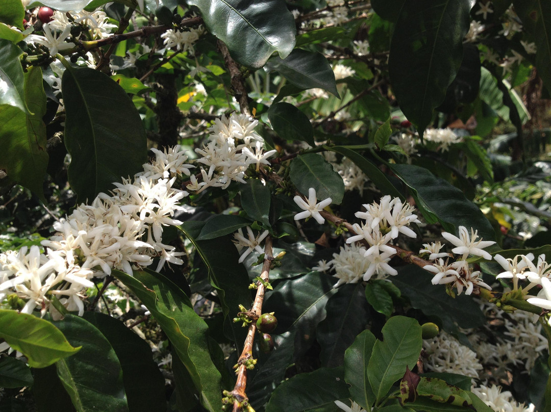 Finca La Coca-萨伦托必去景点