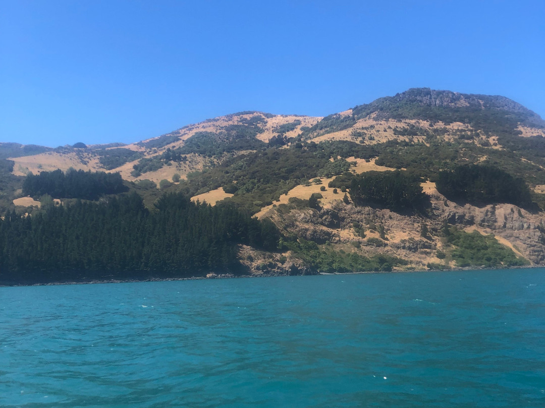 Akaroa Guided Kayak Safari景点图片