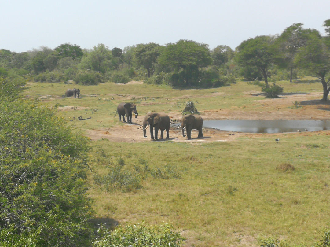 Tembe Elephant Park景点图片