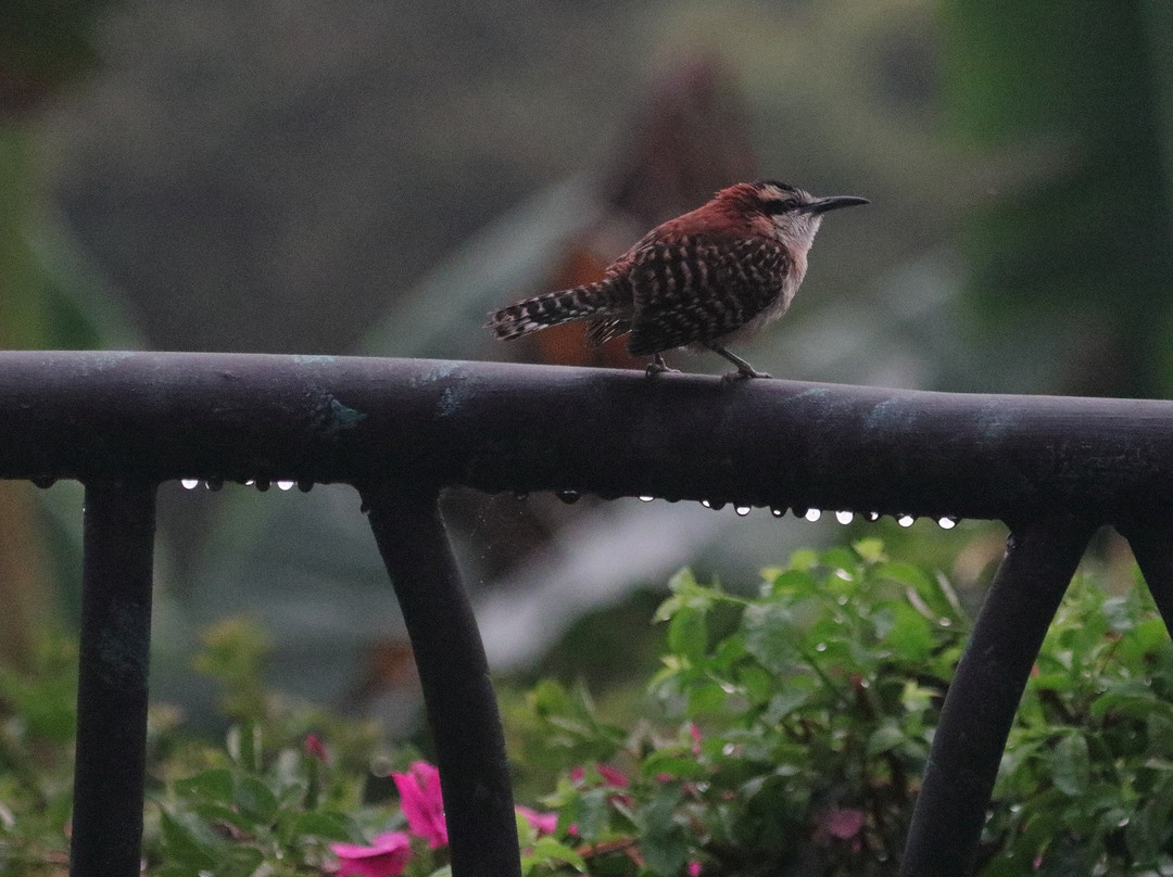 芬卡罗莎布兰卡咖啡种植园及酒店主图