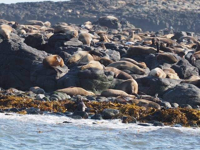Phillip Island Nature Parks-考斯必去景点