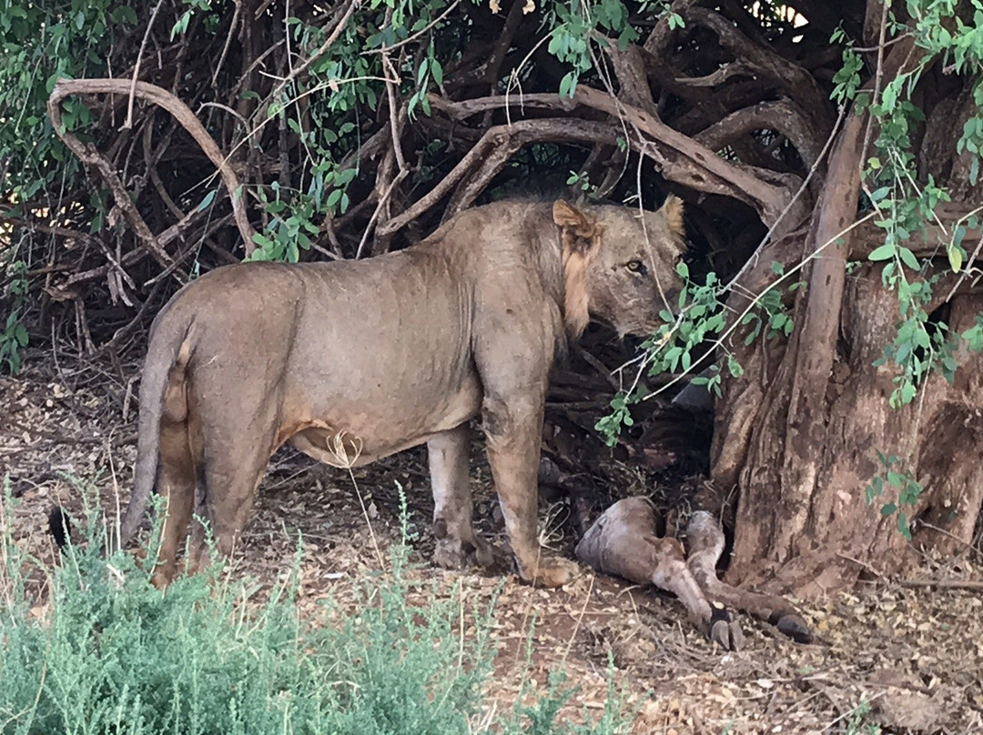 Kalama Community Conservancy-Samburu District必去景点