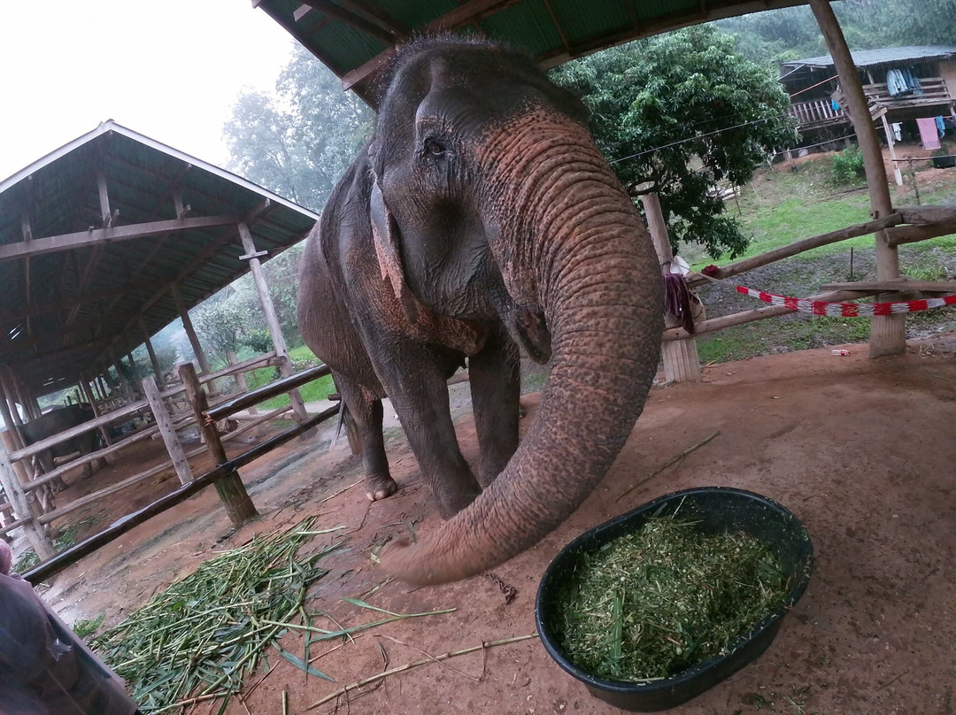 Thai Elephant Care Center景点图片