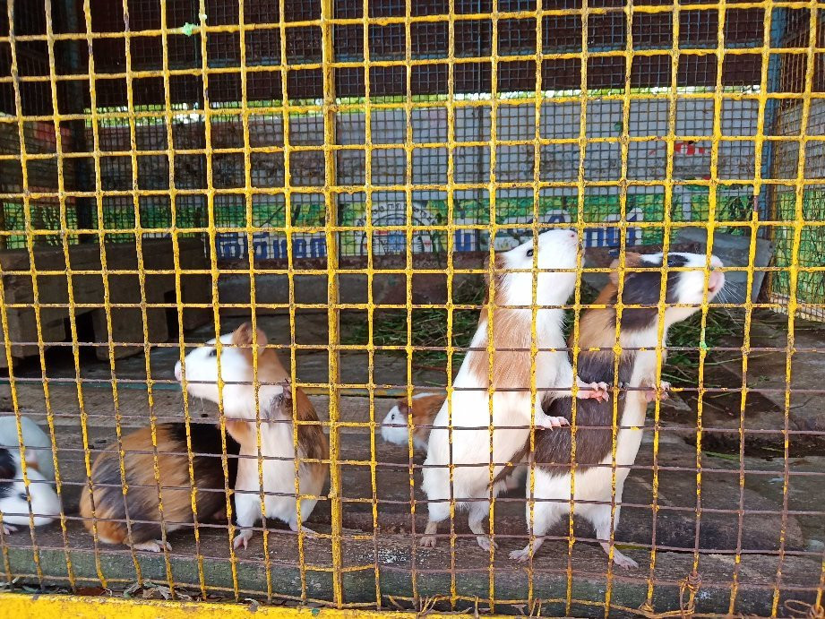 Deer Park-亚尔考德必去景点