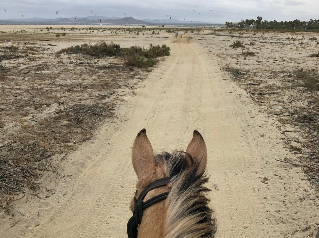 Baja's Awesome Beach Rides景点图片