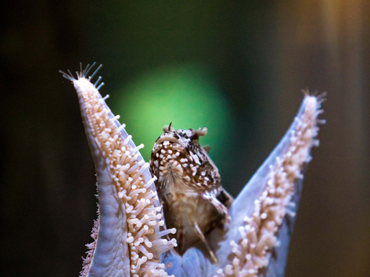 Tidepools Aquarium-吉布森斯必去景点