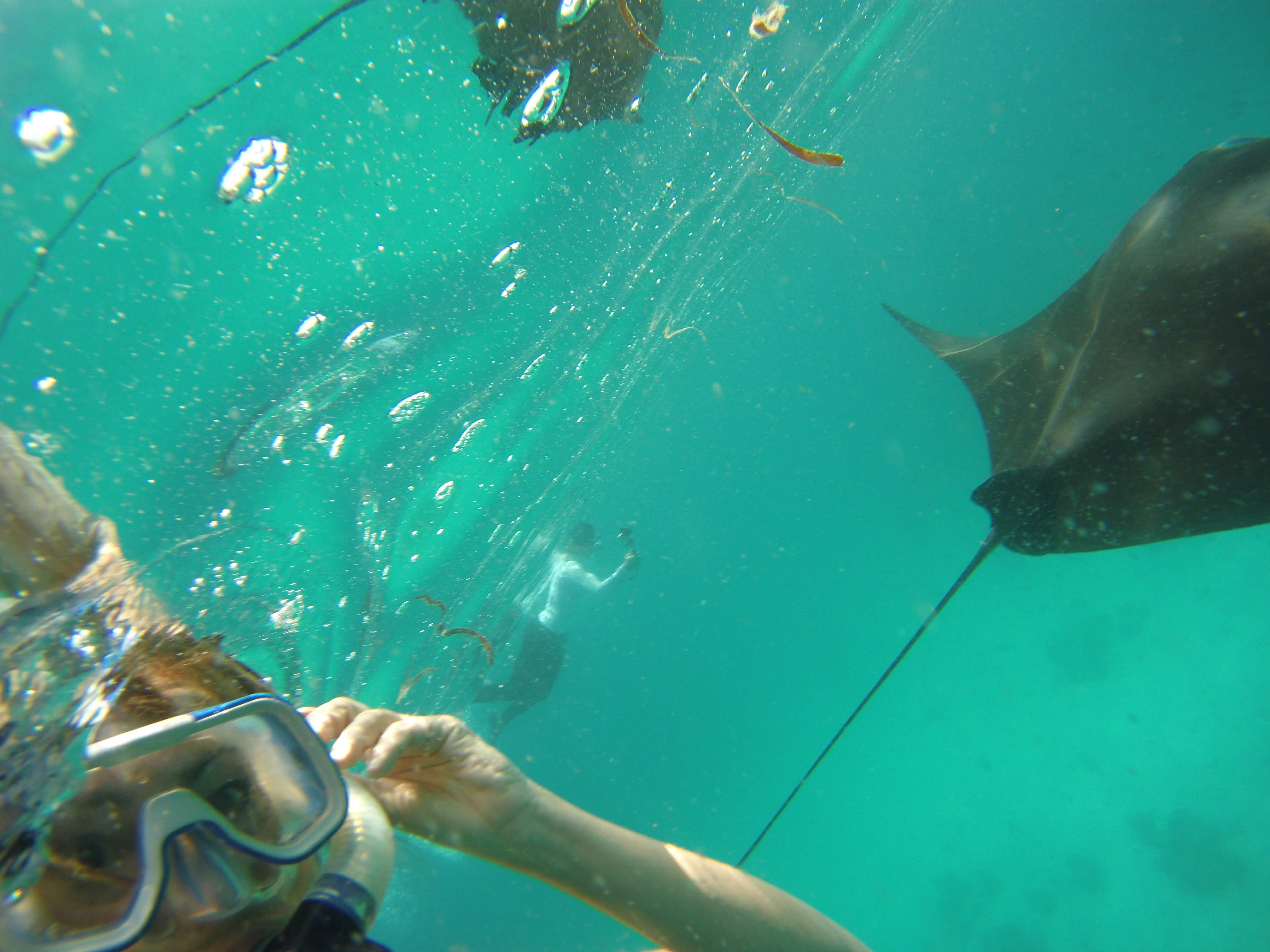 Sundive Lodge Maldives-泳池