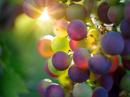 Book Istria-普拉必去景点