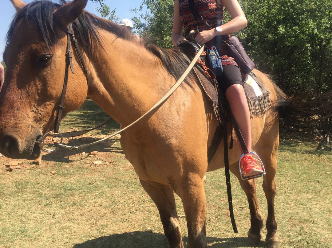 African Horse Safaris景点图片