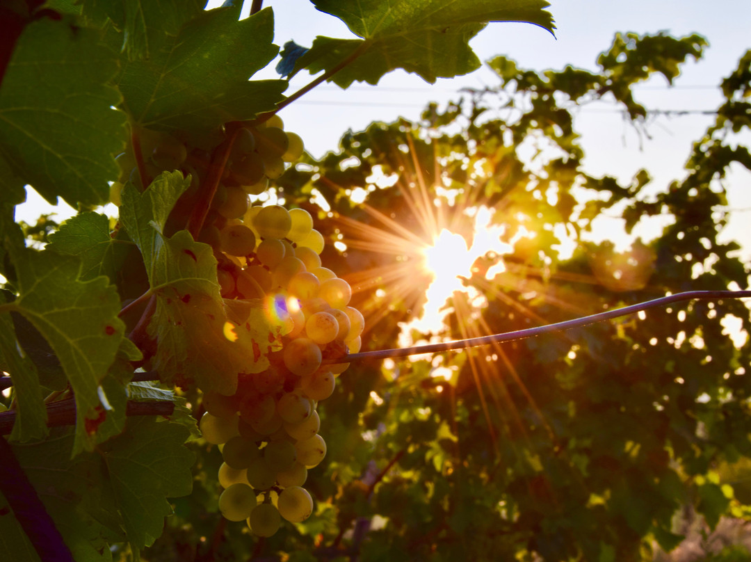 Weingut Pasler主图
