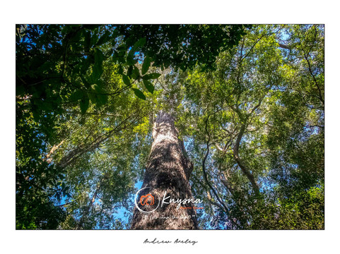 Knysna Photo Tours-克尼斯纳必去景点