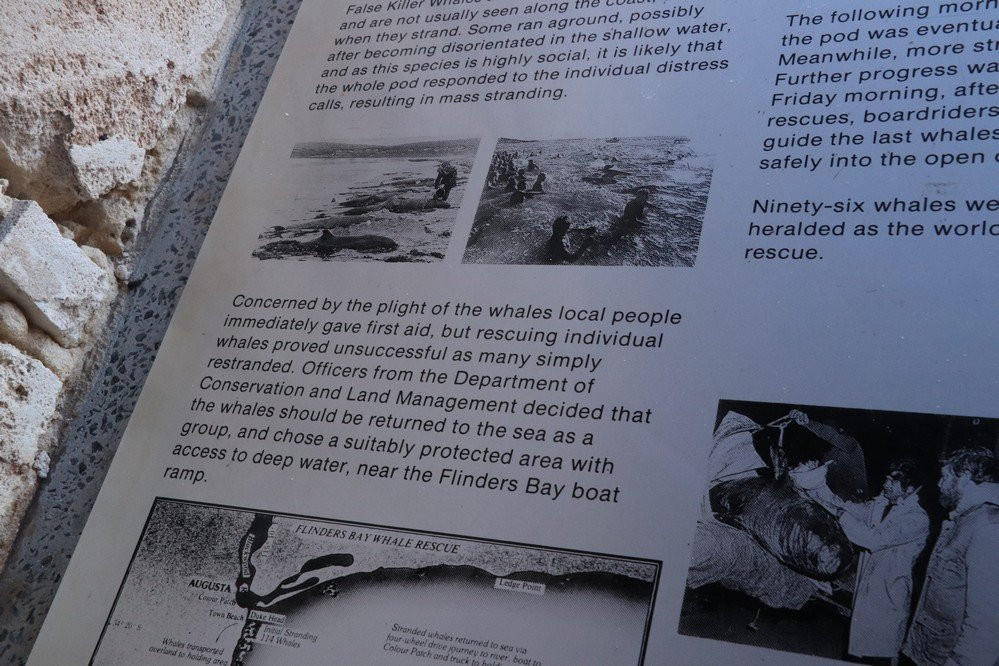 Whale Rescue Memorial景点图片