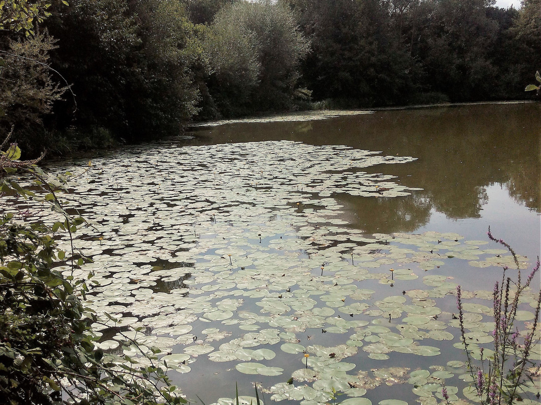 Freizeitgebiet Waldsee景点图片