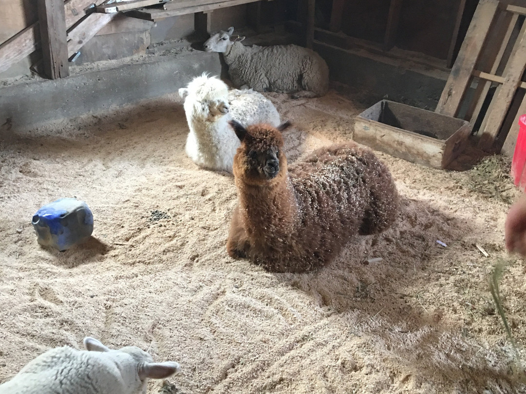 Fenek Farms-Lumsden必去景点