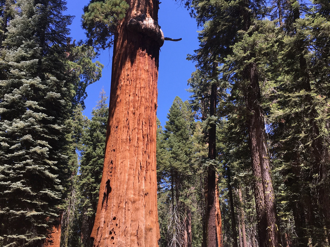 McKinley Tree-Three Rivers必去景点