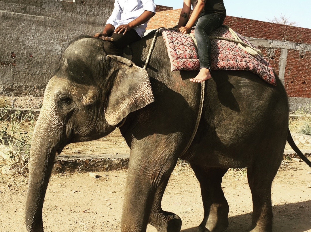Elephant Activity Planner-斋蒲尔必去景点