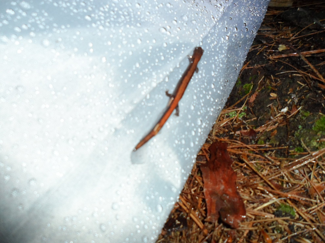 Brent Crater Trail-阿冈昆公园必去景点