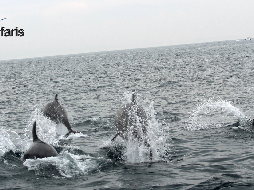Atlantic Safaris-纳扎雷必去景点