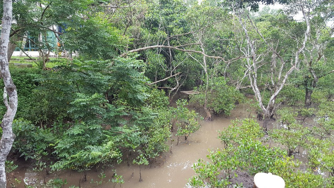 海口红树林-海口市必去景点