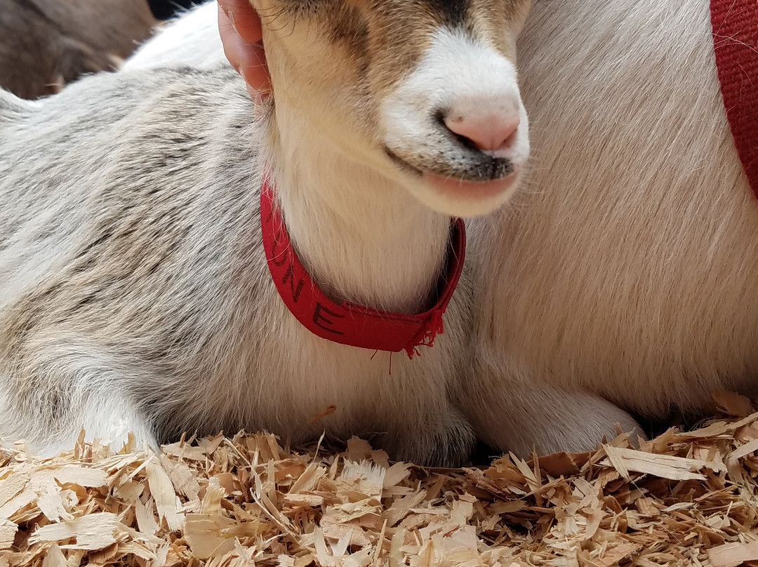 Beacon Hill Children's Farm-维多利亚必去景点