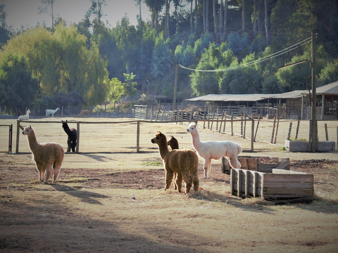Alpacas Machali景点图片