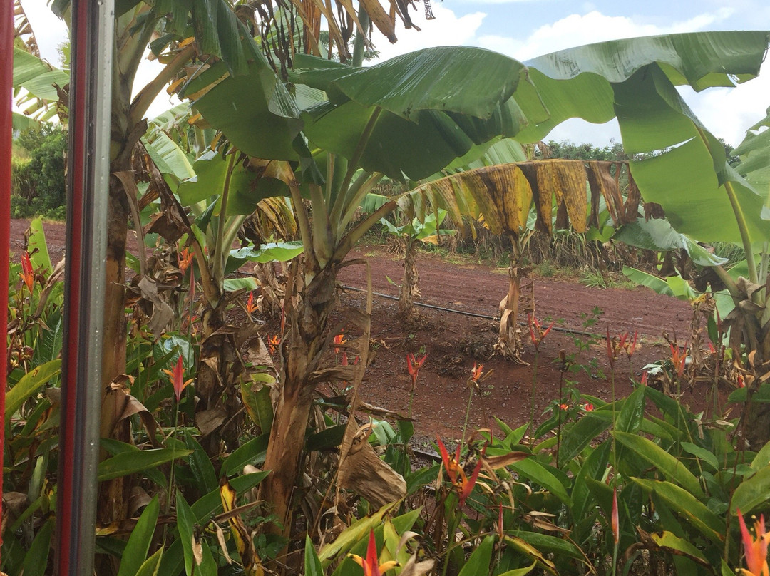 菠萝园——火山酒店主图