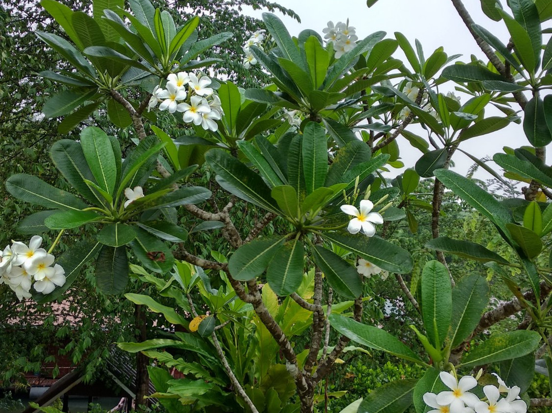 Sweet Garden主图