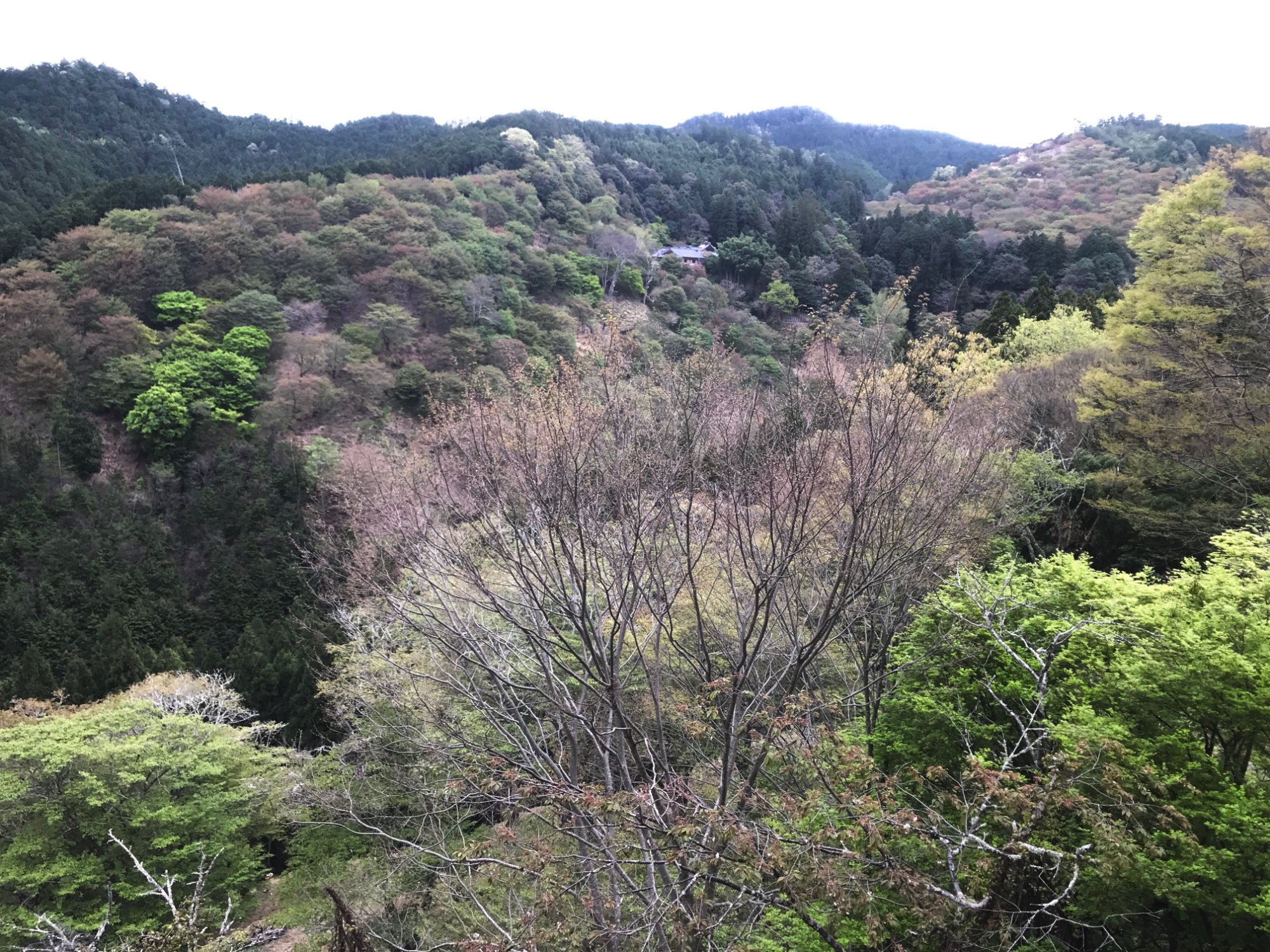 Ebisukan-酒店景观
