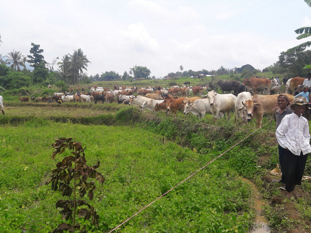 Bull Race Festival-Payakumbuh必去景点