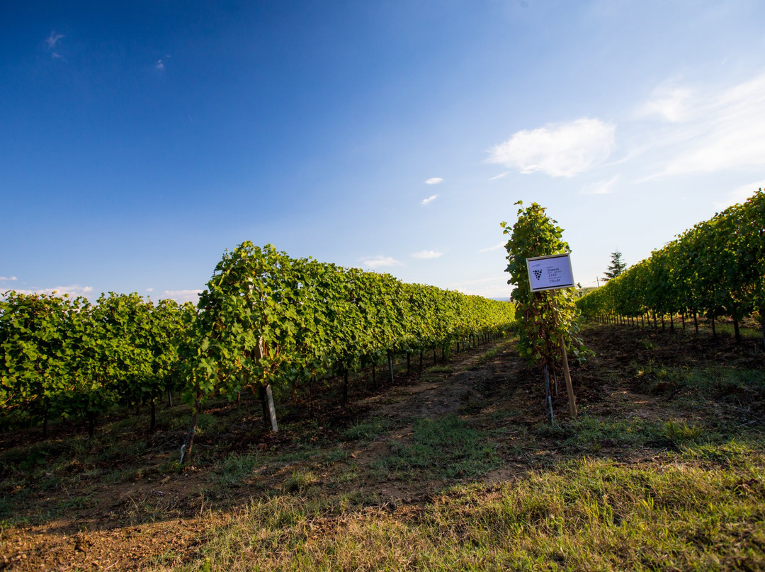 Azienda Agricola Luggiano-芬奇必去景点