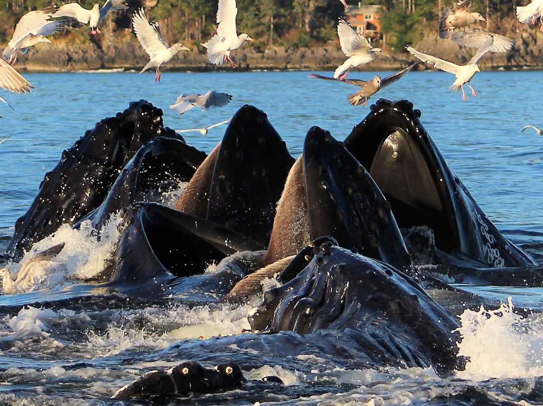 A Whale's Song Expeditions-锡特卡必去景点