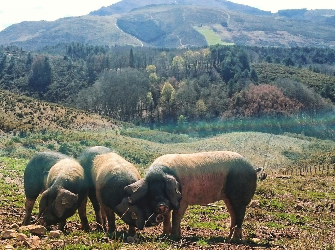 Suhalmendi, Découverte du Porc Basque景点图片