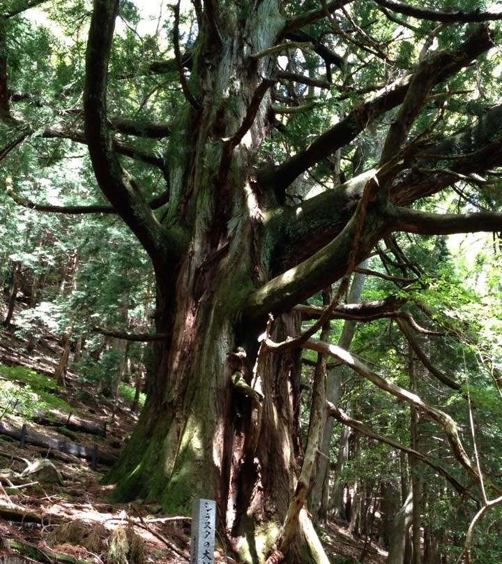 Japanese Cedar Tree of Shiranuta景点图片