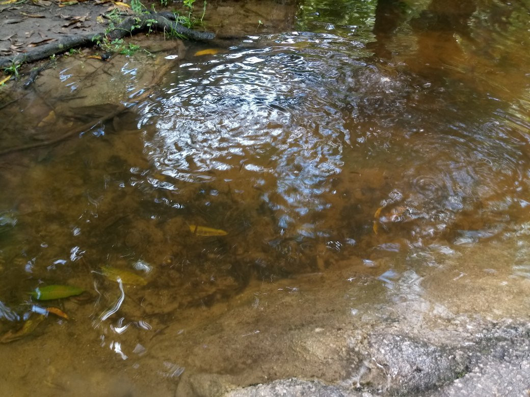 Trilha do Visgueiro-Maragogi必去景点