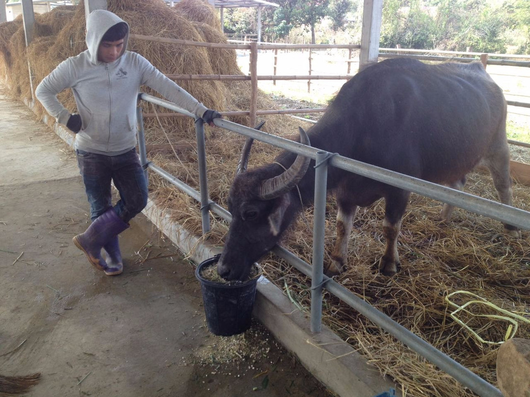 Laos Buffalo Dairy景点图片