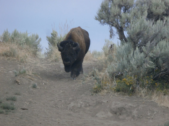 Yellowstone Western Tours-西黄石镇必去景点