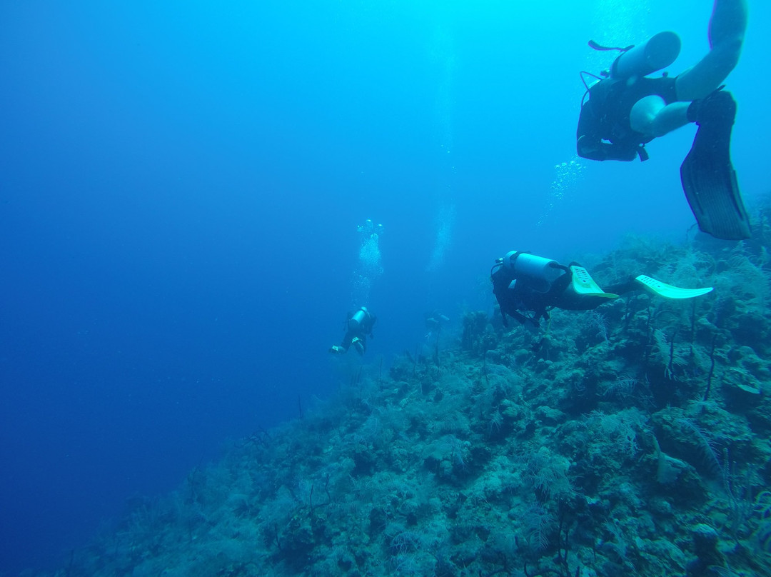 Las Antillas Diving Club景点图片