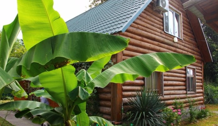 Magnoliya Guest House主图