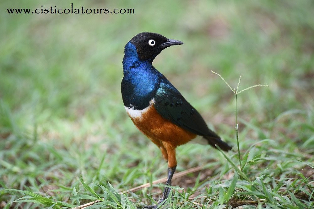 Cisticola Tours-内罗毕必去景点