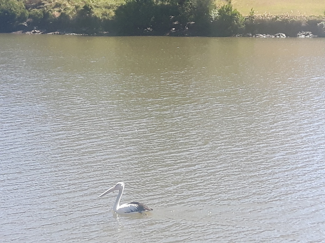 Sherwood Arboretum-布里斯班必去景点