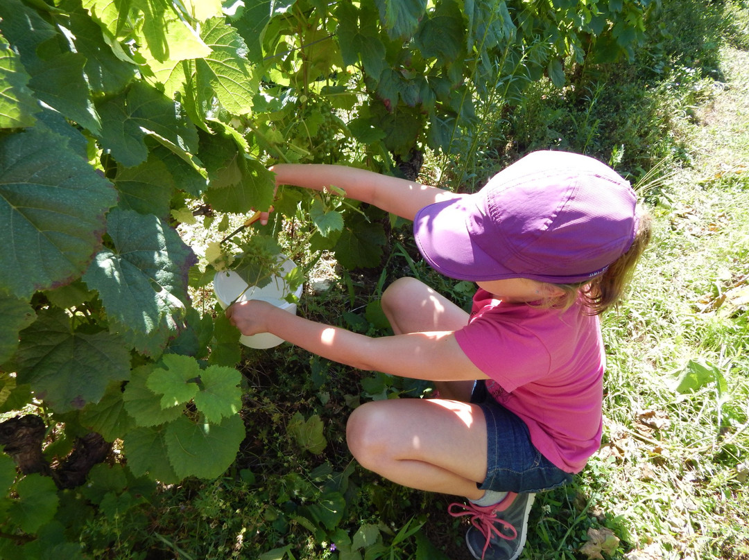 Domaine du Vieil Orme景点图片