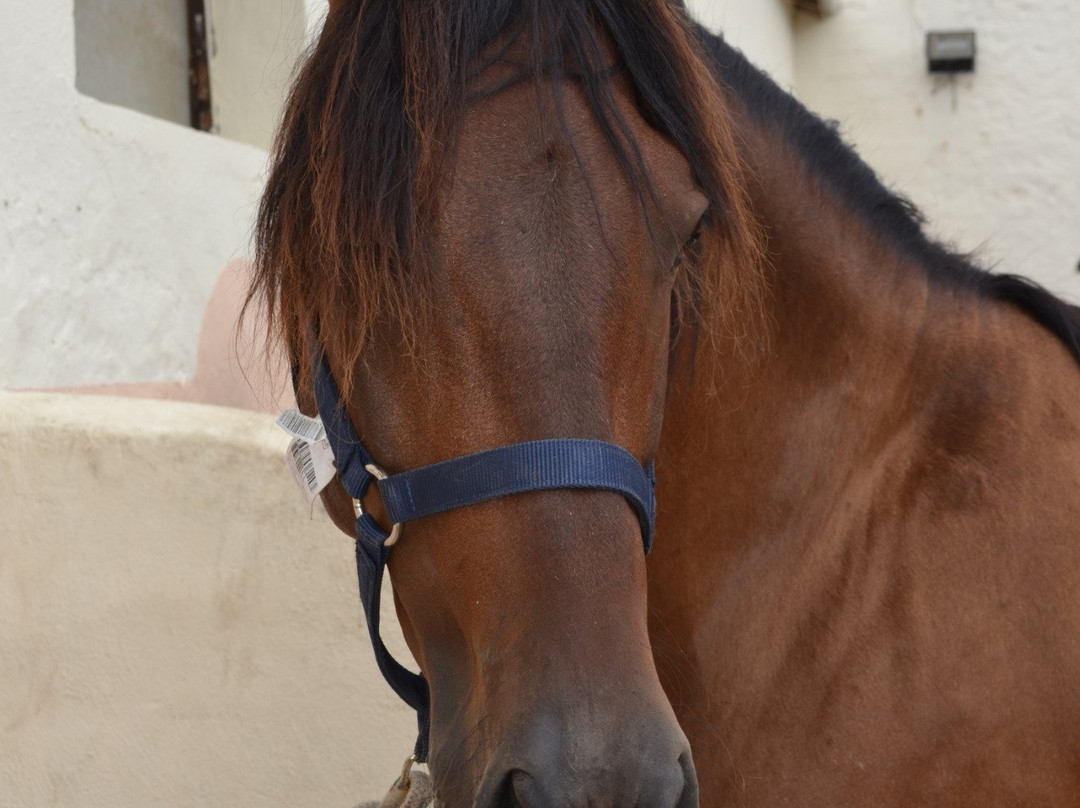 La Cheval Autrement景点图片