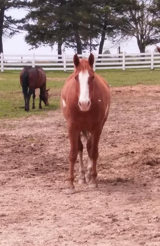 Dan Patch Stables-日内瓦湖必去景点