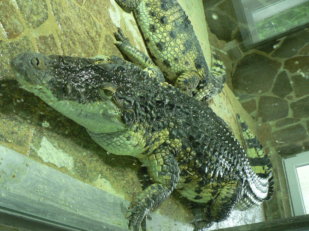 Krokodyli ZOO Protivin景点图片